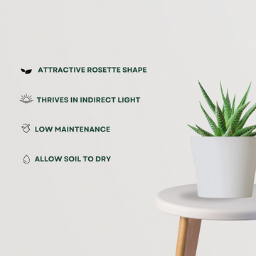 Haworthia air-purifying succulent